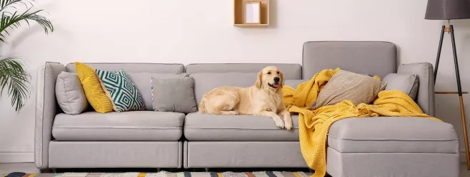 Wnętrze przyjazne zwierzętom